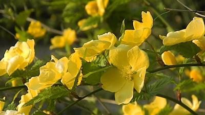  آبشار طلایی, Kerria, بومی چین، ژاپن و کره